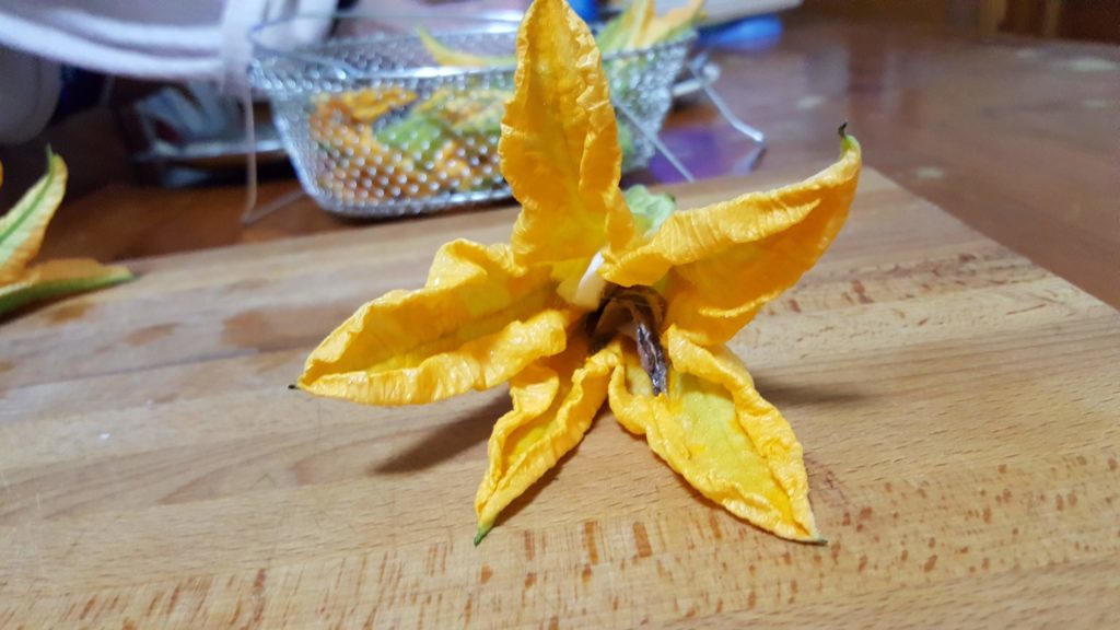 dettaglio fiore di zucca